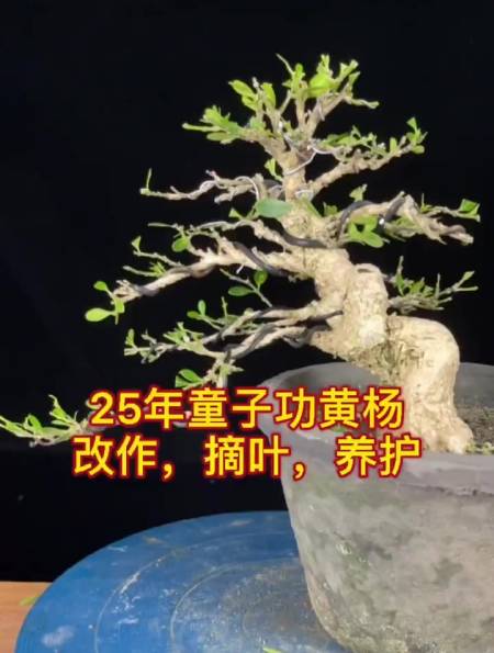 25年童子功黄杨改作,摘叶,养护-度小视