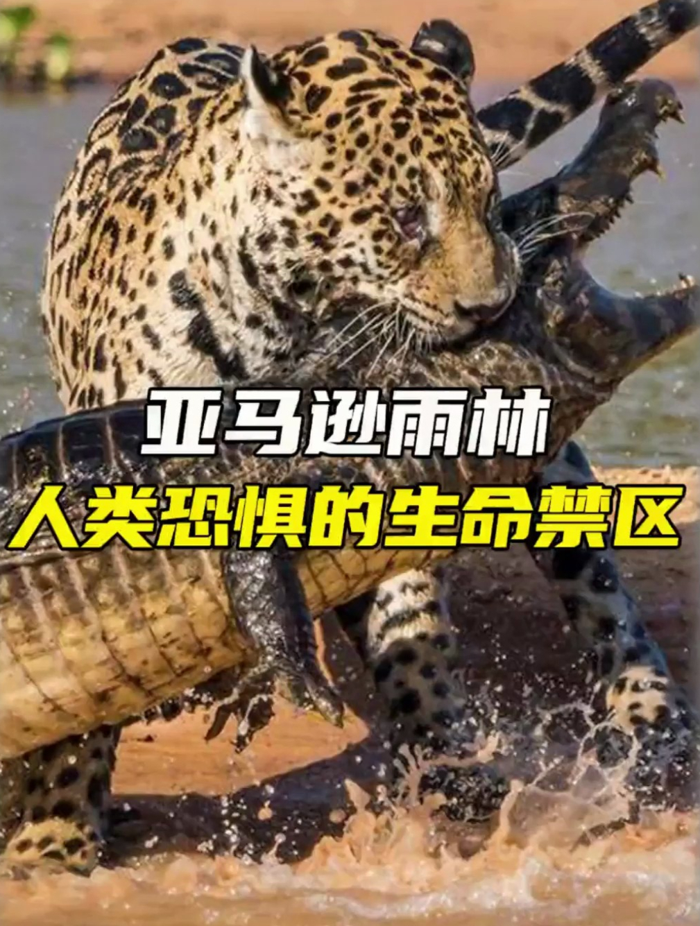 亚马逊森林 恐怖生物图片