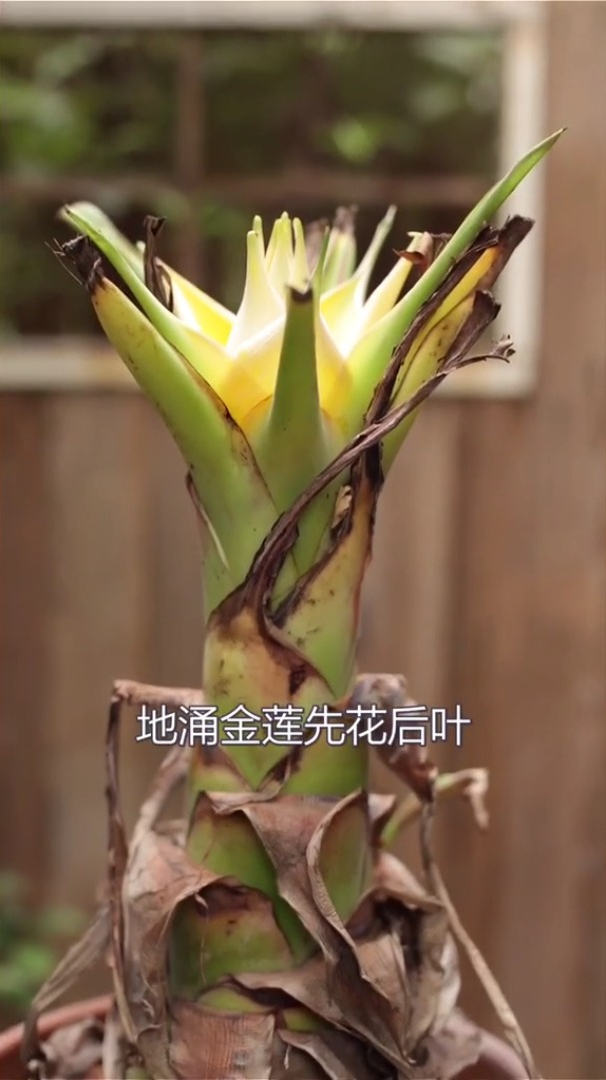 园艺:人称"地涌金莲",花期长达200天,开花时还有一股清香-度小视