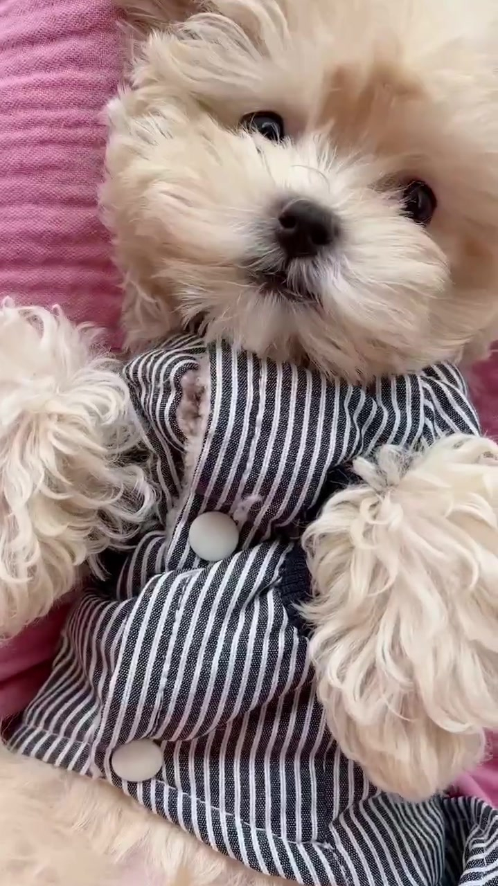 穿上暖和的衣服准备去新家啦马尔泰