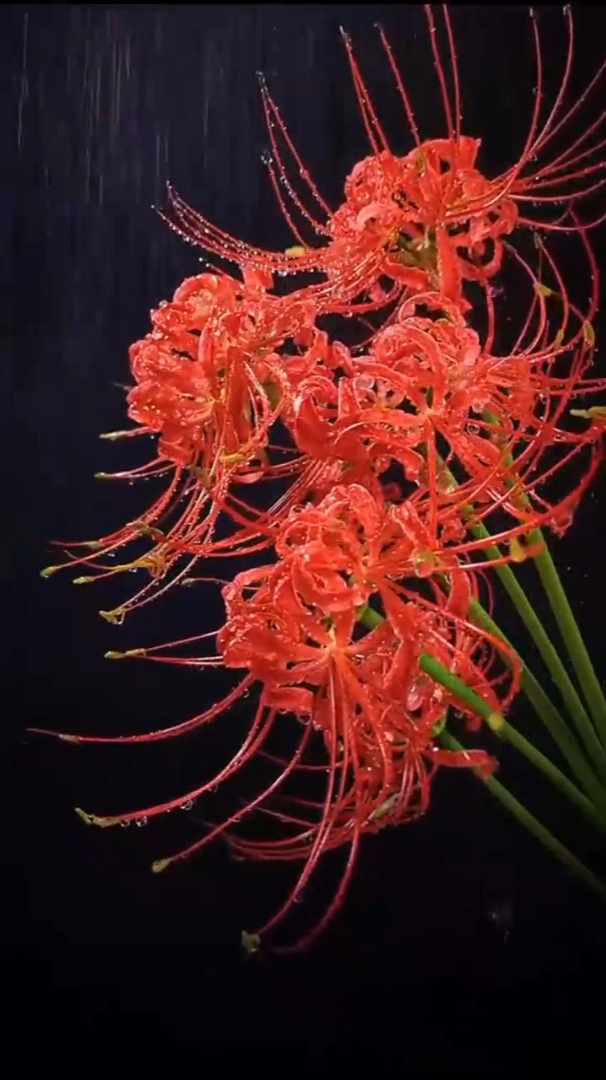 治愈风景:彼岸花的孤寂,收集了多少离人的眼泪彼岸