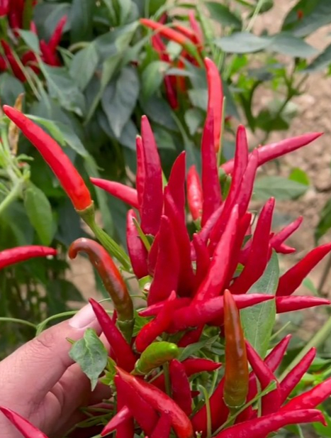 "朝天椒"虽然椒果小,但是辣度高,既可以当蔬菜又可以观赏!-度小视