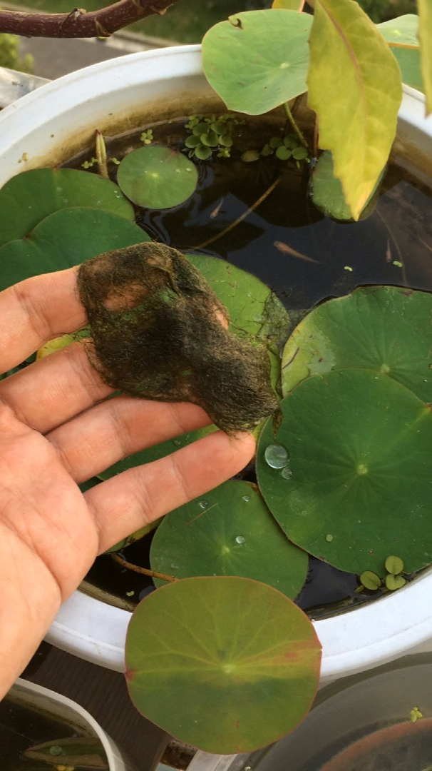 显微镜下的水绵(鱼缸)