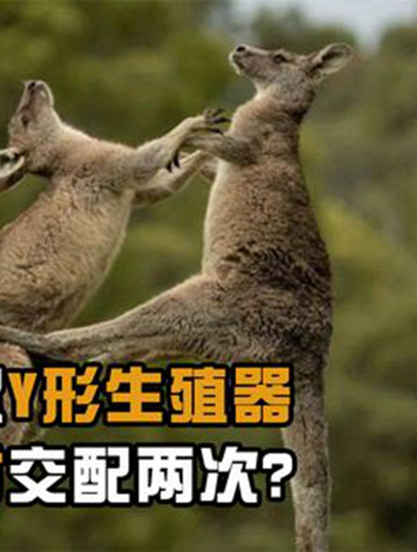 雄性袋鼠的生殖器竟然是y形,它们能同时跟两个雌性交配吗?1-度小视