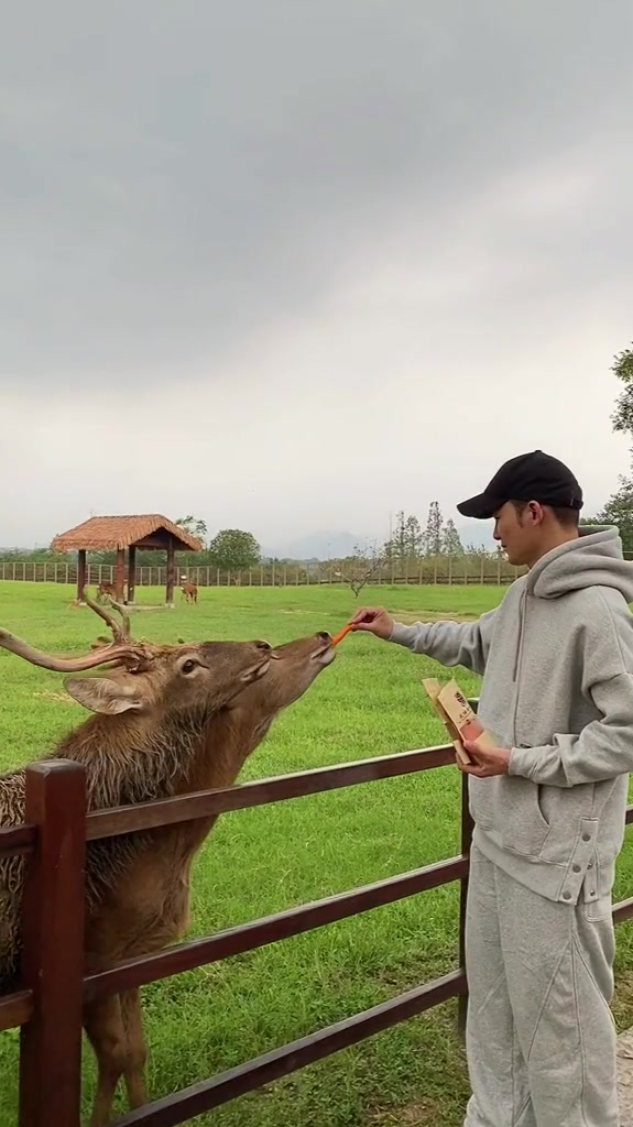 朱先生june 呦呦鹿鸣嫣自在,不知夏去秋又来