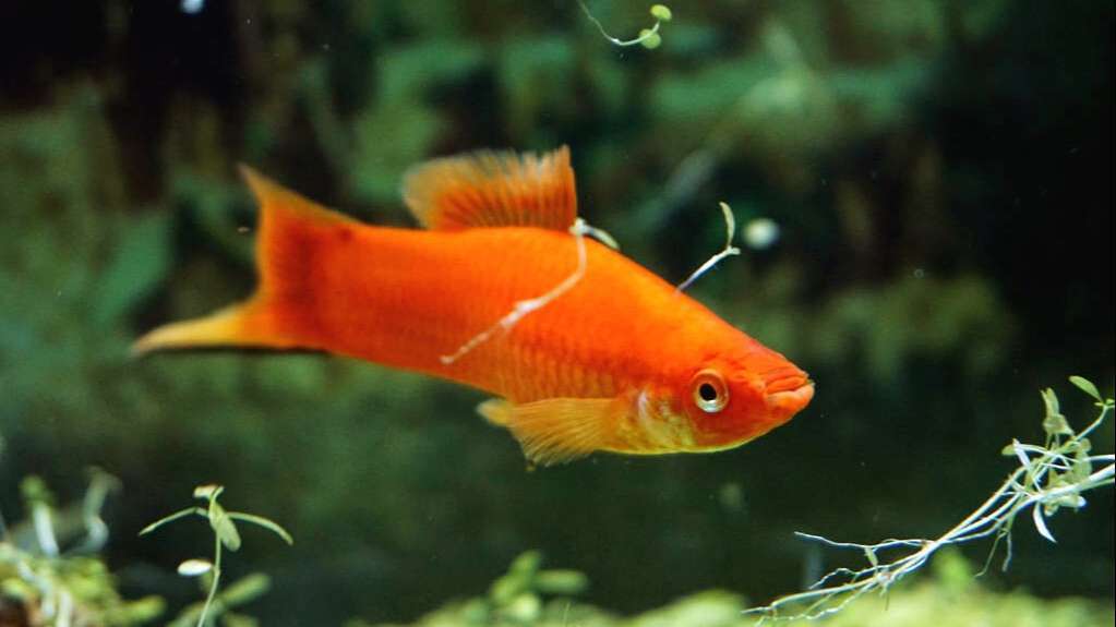 都说红剑尾鱼好养,我们该怎么养呢?你要注意这6点