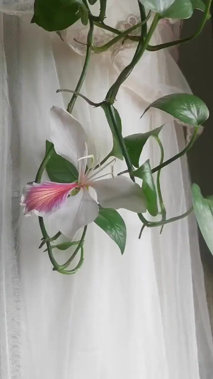 养十六年的绿萝终于开花了