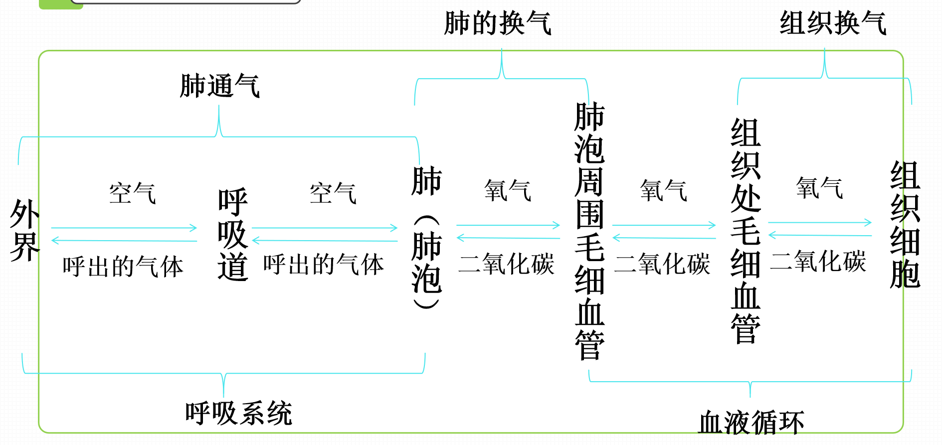 呼吸全过程的概念图