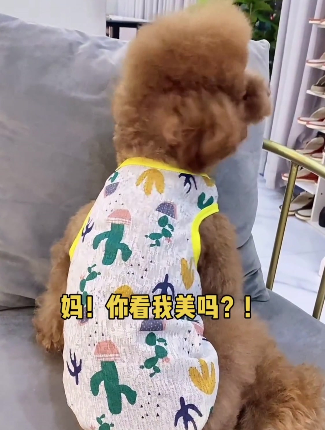 实在不好意思 西瓜笑场了