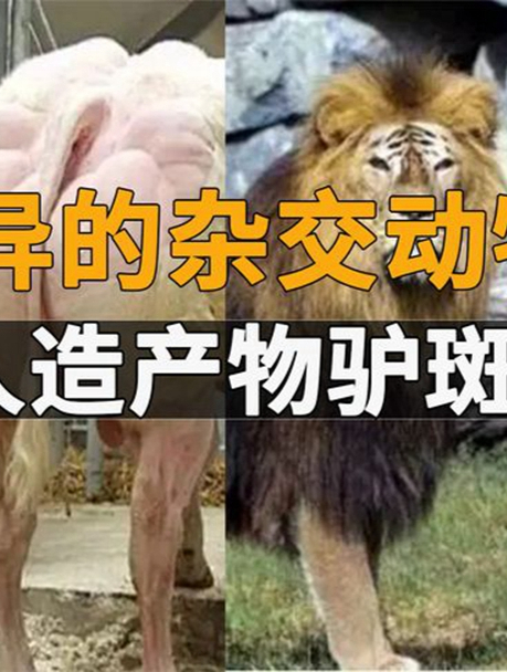 6种人工改造的杂交动物,毛驴发情爱上斑马,生下变异斑纹驴-度小视