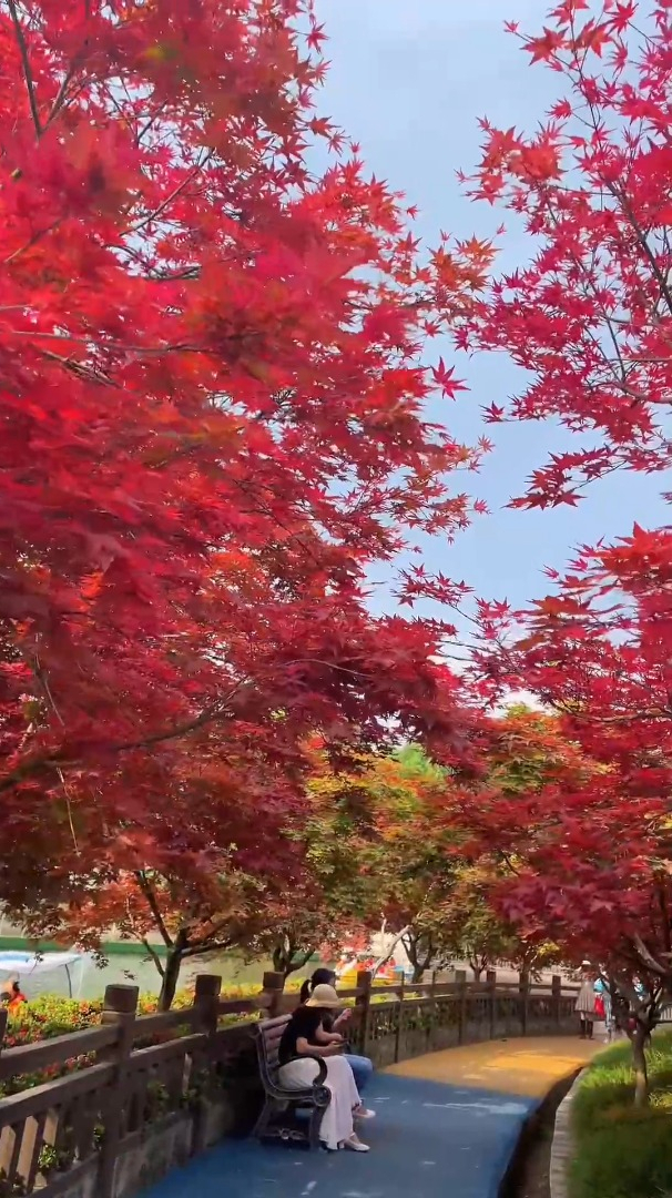 风景欣赏:枫林成海,如果看腻了春日百花,就不妨去看看春日