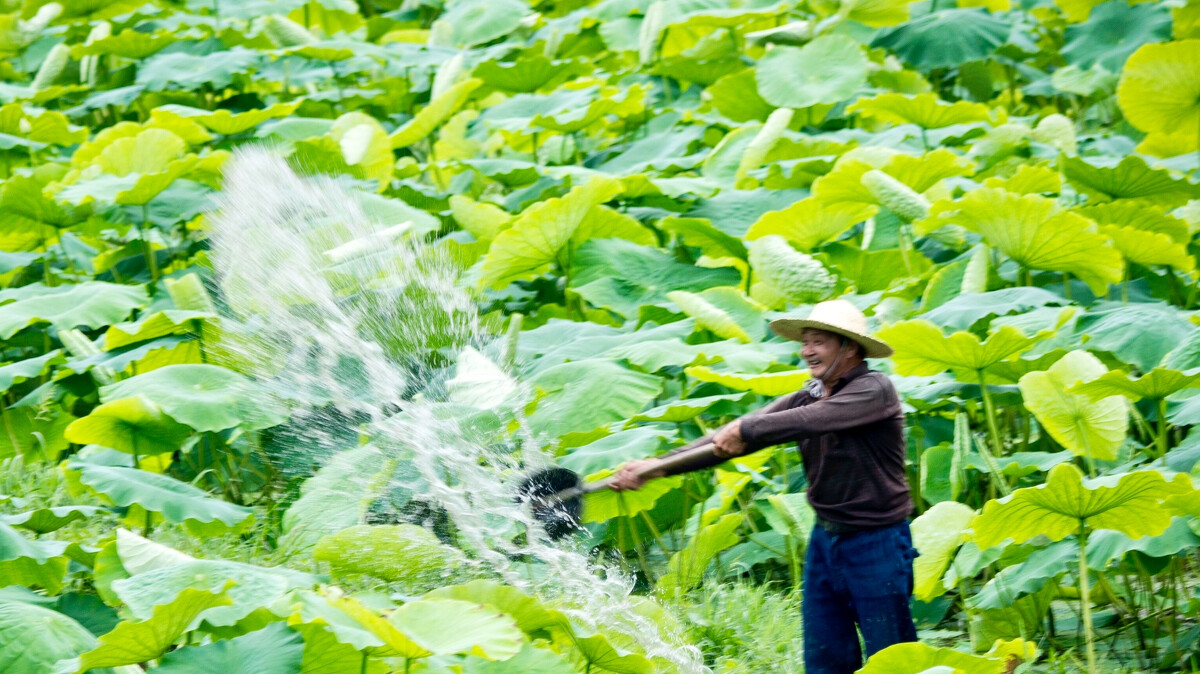 池塘种植荷花的步骤