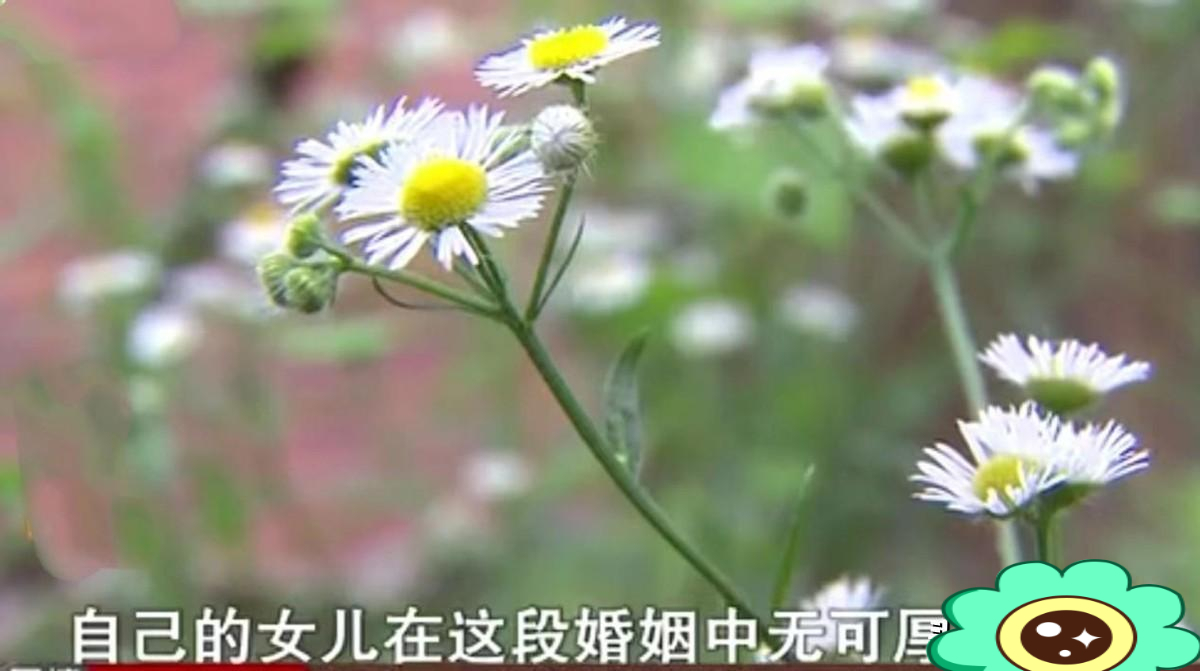 紀實頭婚男花15萬娶二婚女,新婚半年妻子跑回孃家,丈夫:她騙婚