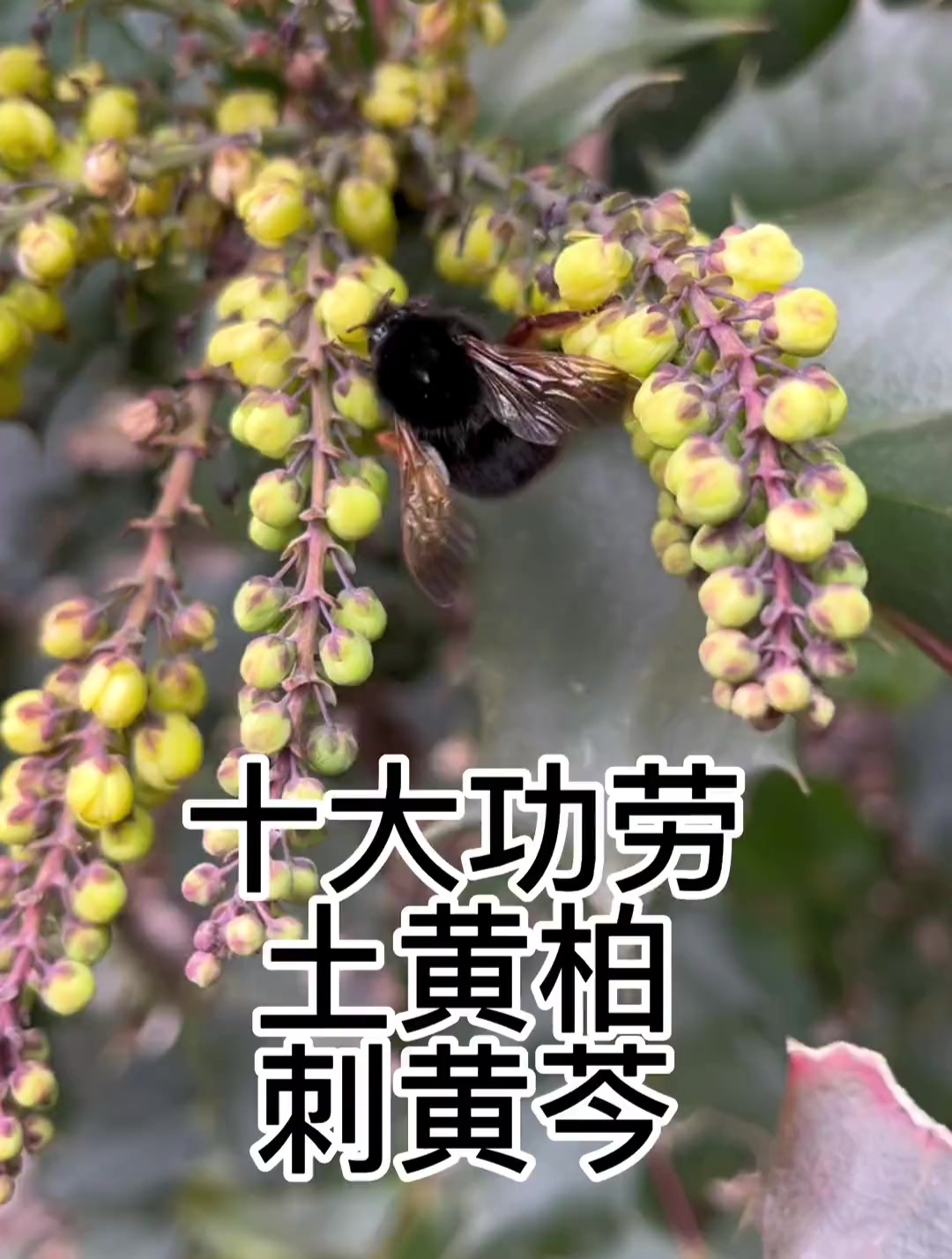 十大功劳别名土黄连又叫刺黄芩,苦是它的特点,根茎肉质黄色