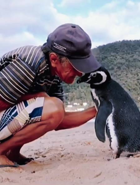 老人在一次偶然救了企鹅,企鹅每年都会游8000多公里来看望老人-度小视