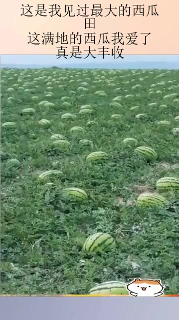 这是我见过最大的西瓜田,这满地的西瓜我爱了,真是大丰收!
