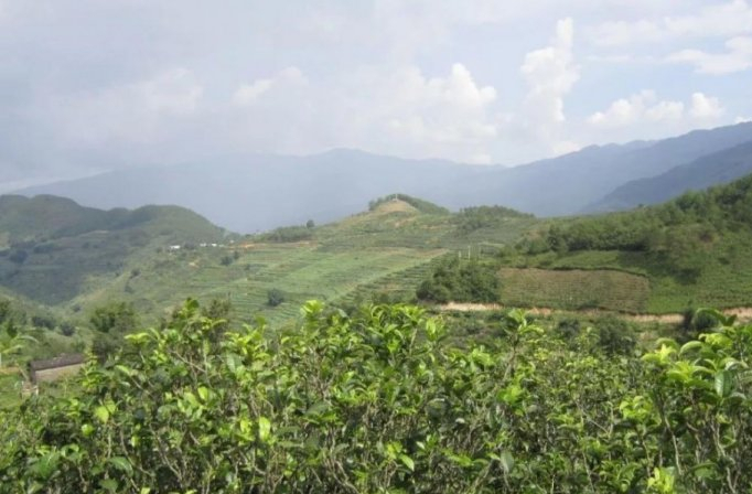 忙肺山古树茶有什么特点