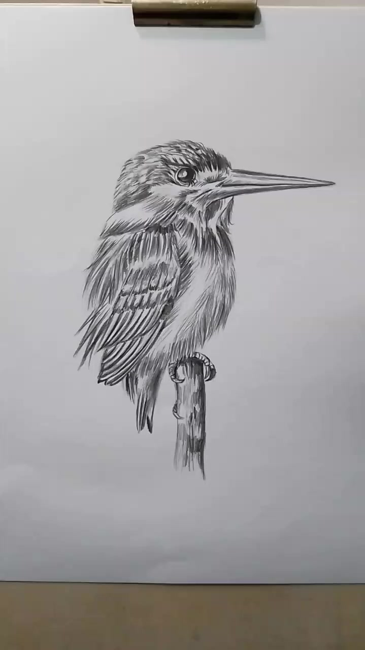 素描动物简单易学的素描动物翠鸟画法