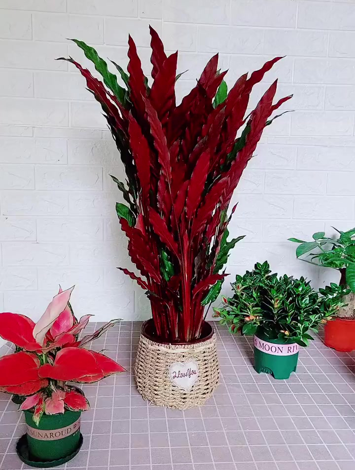 紫背波浪竹芋叶背呈现深紫红色-度小视
