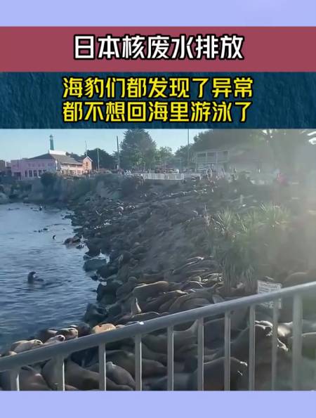 日本核廢水排放海豹們都發現了異常都不想回海里游泳了