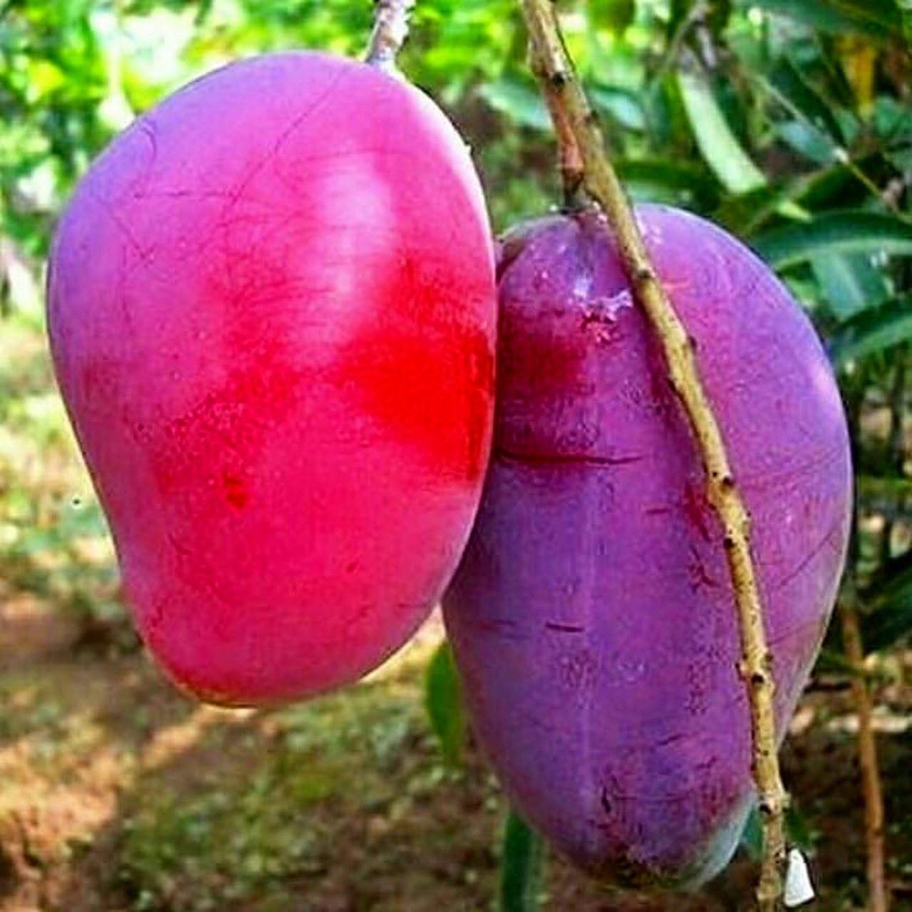 紫红色的芒果