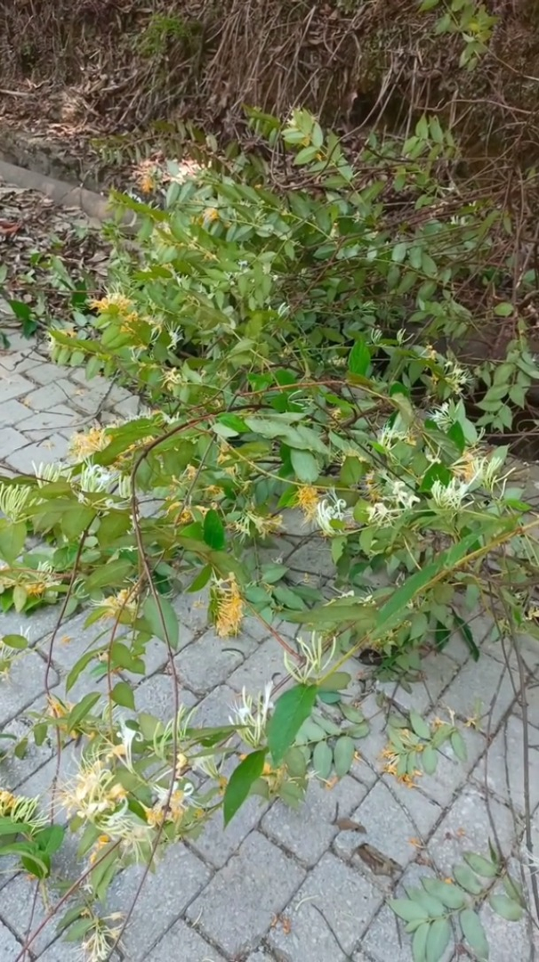 大山里野生的金银花,夏天热了,把金银花摘回家晒干了泡着喝