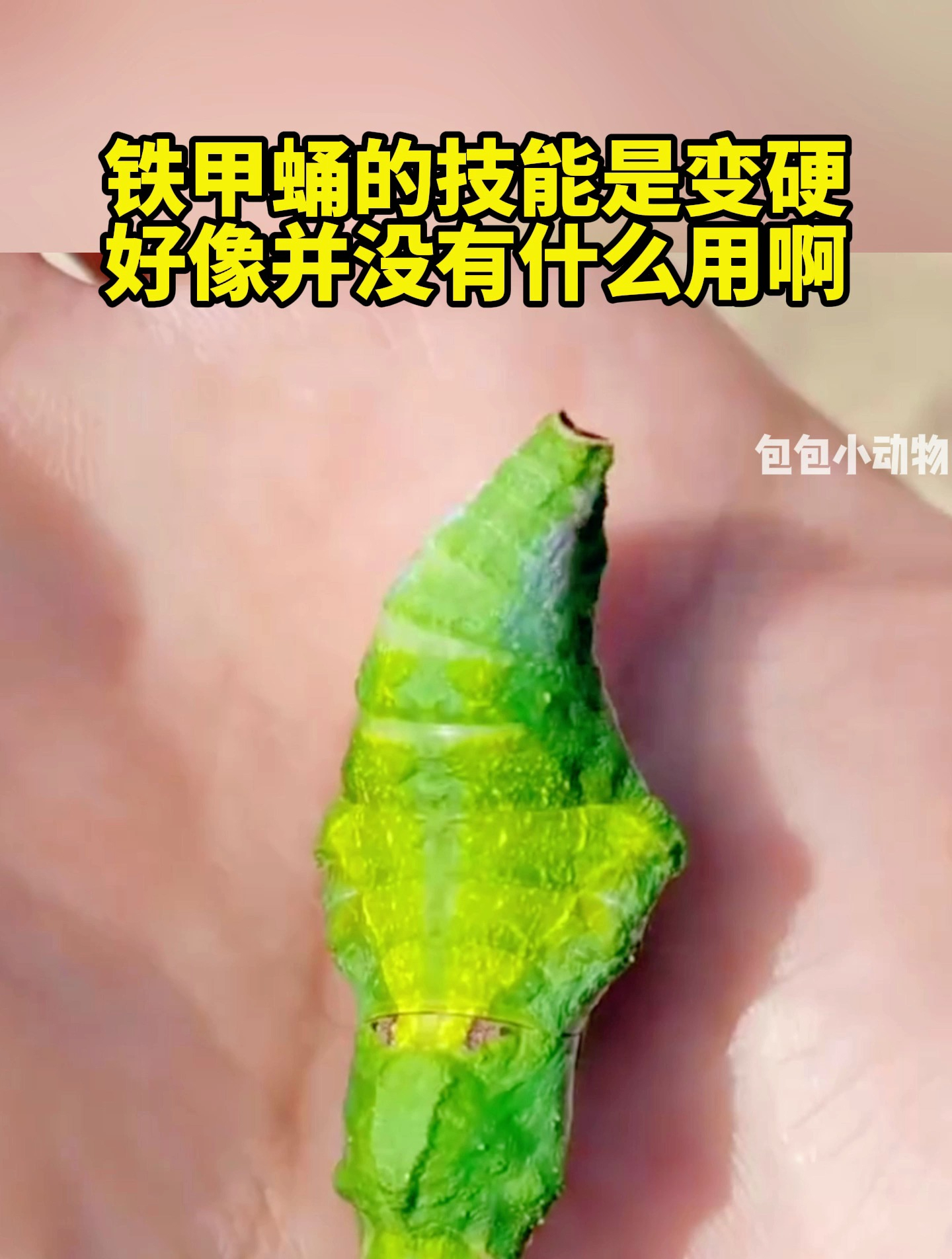 铁甲蛹的技能是变硬,好像并没有什么用啊-度小视