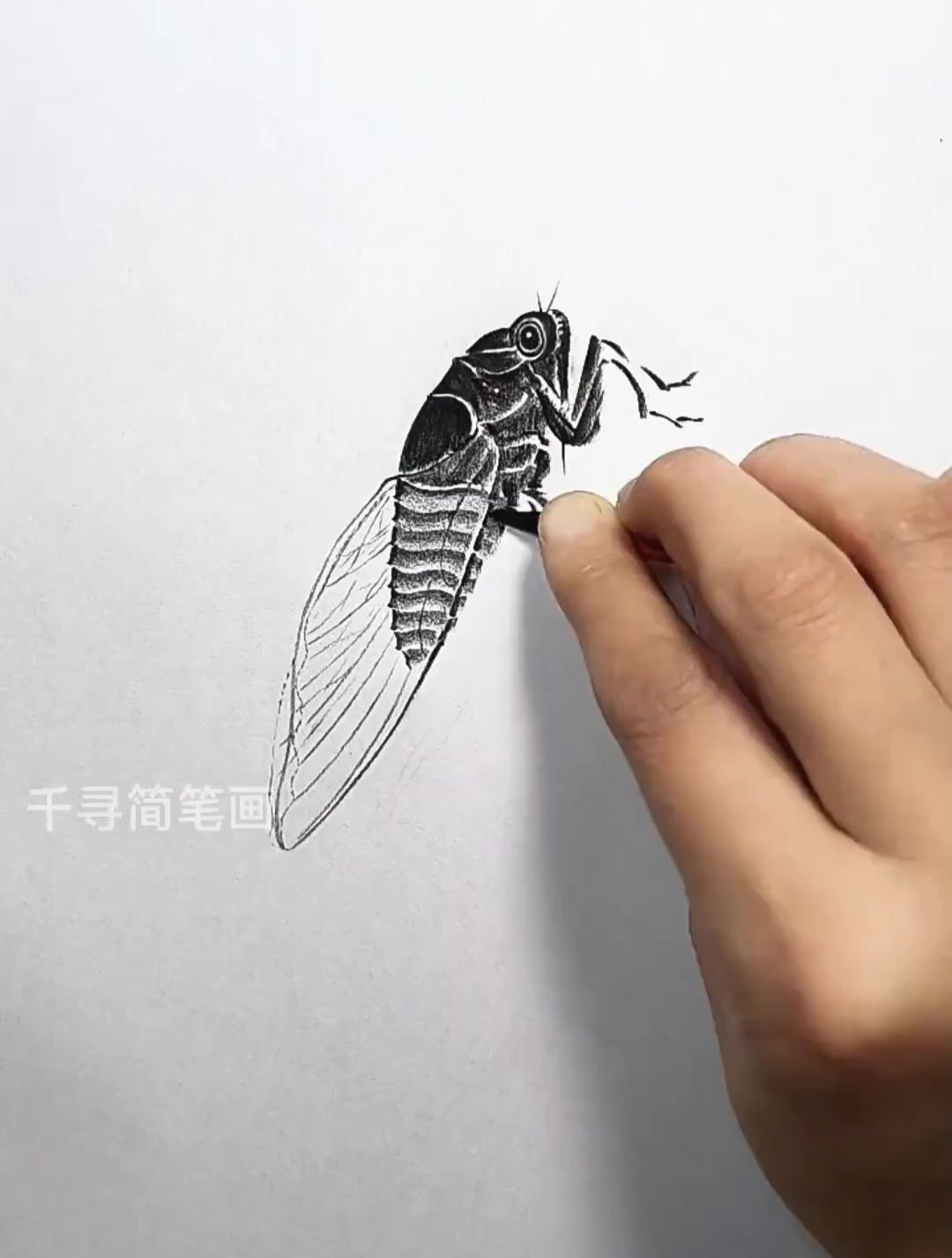 蝉怎么画简单又漂亮图片