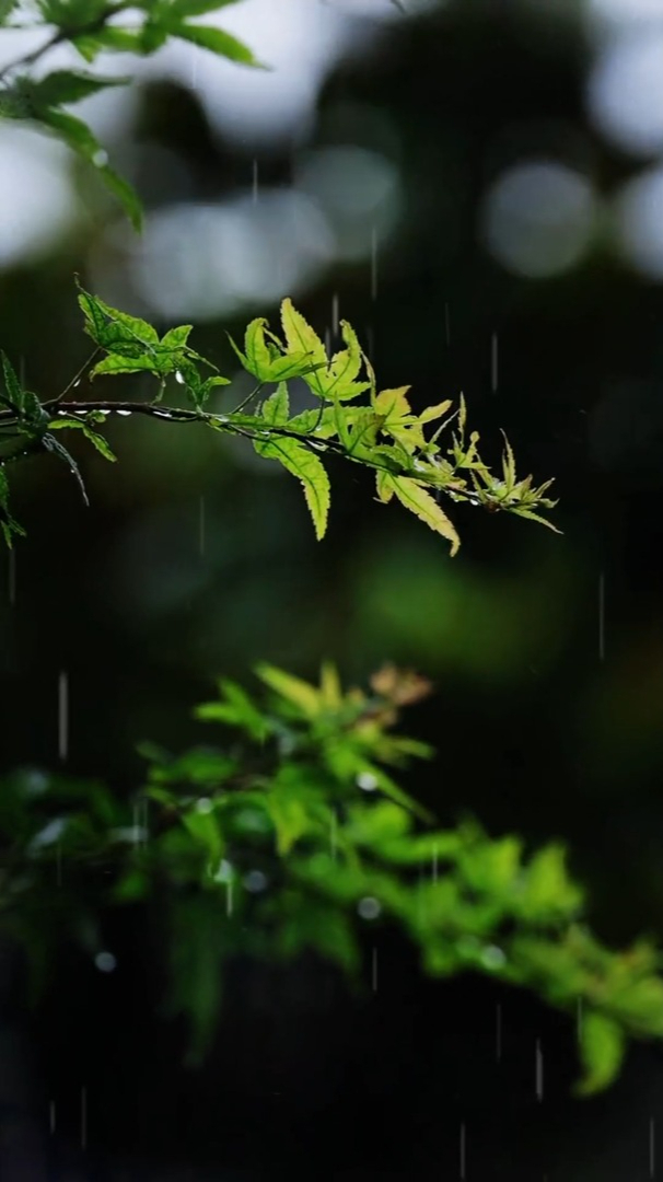 又在下雨下的什么雨黄梅天没结没完的雨唯美意境你喜欢吗