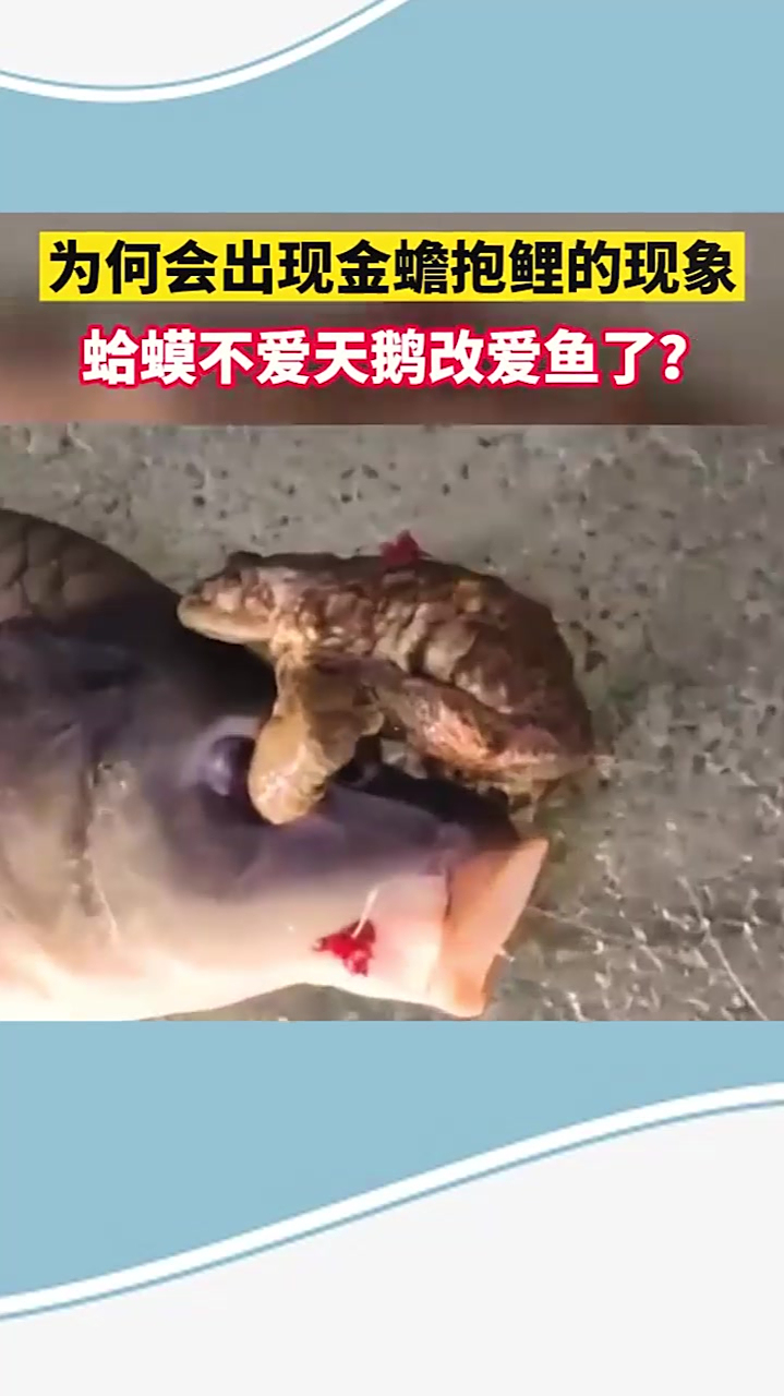 为什么会出现金蟾抱鲤现象蛤蟆不爱天鹅爱鲤鱼了
