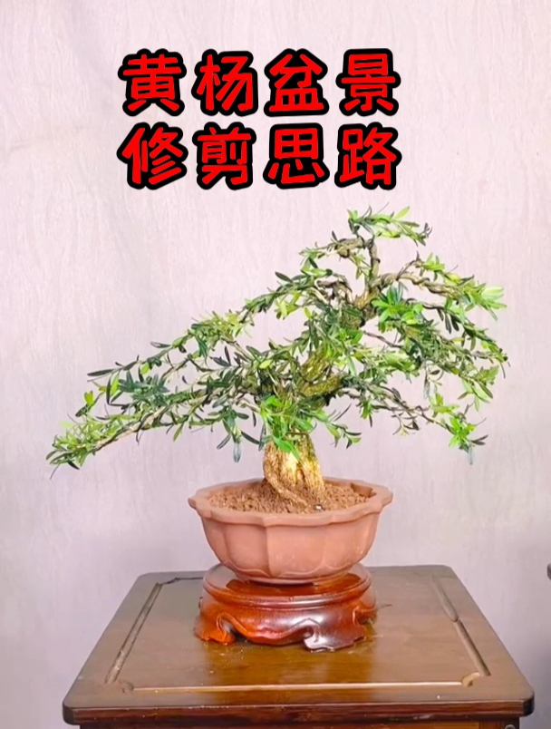 黄杨盆景的修剪方法有很多种,关键要找对方向,不能随心所欲去剪