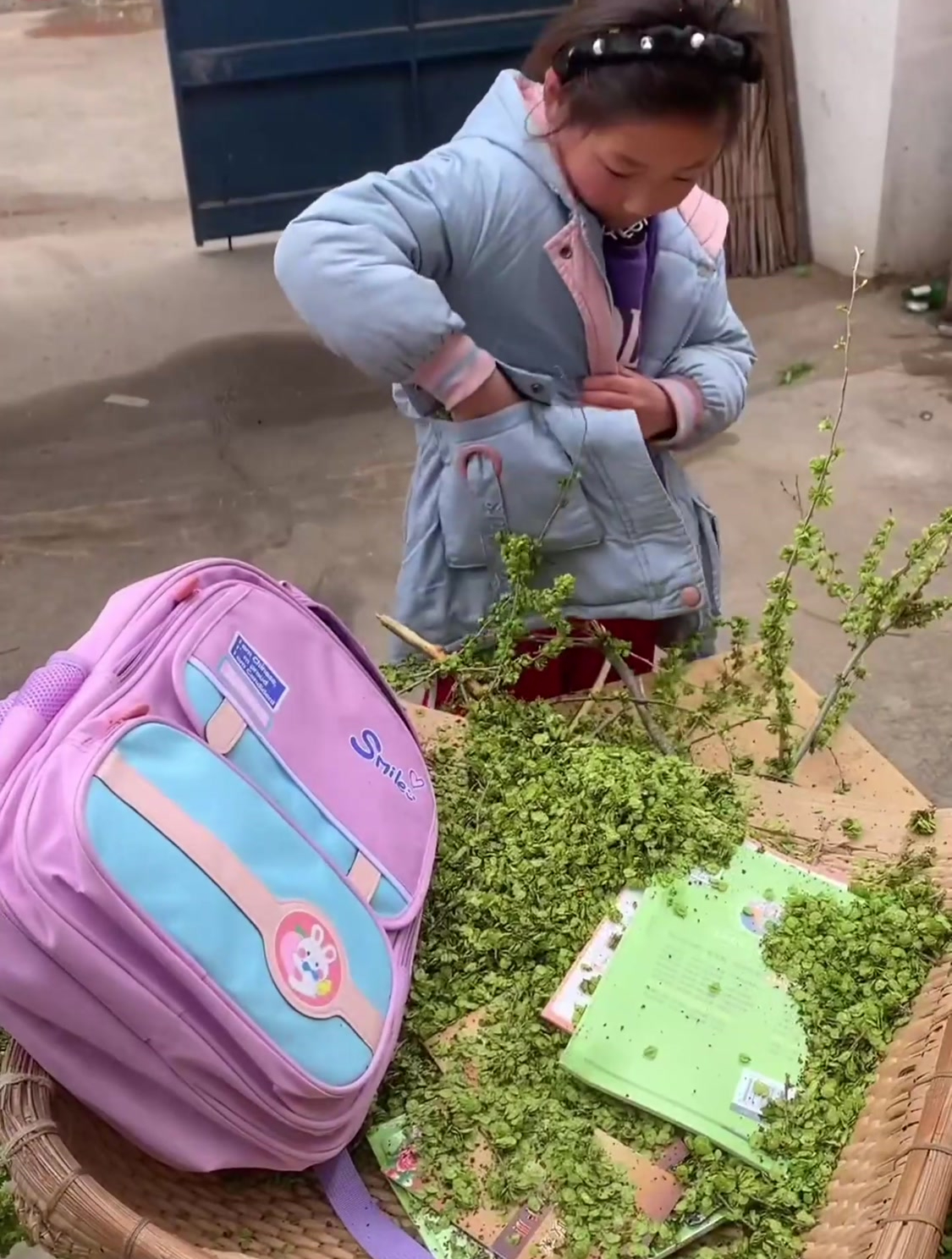 小女孩放学竟然背了一书包的榆钱回家