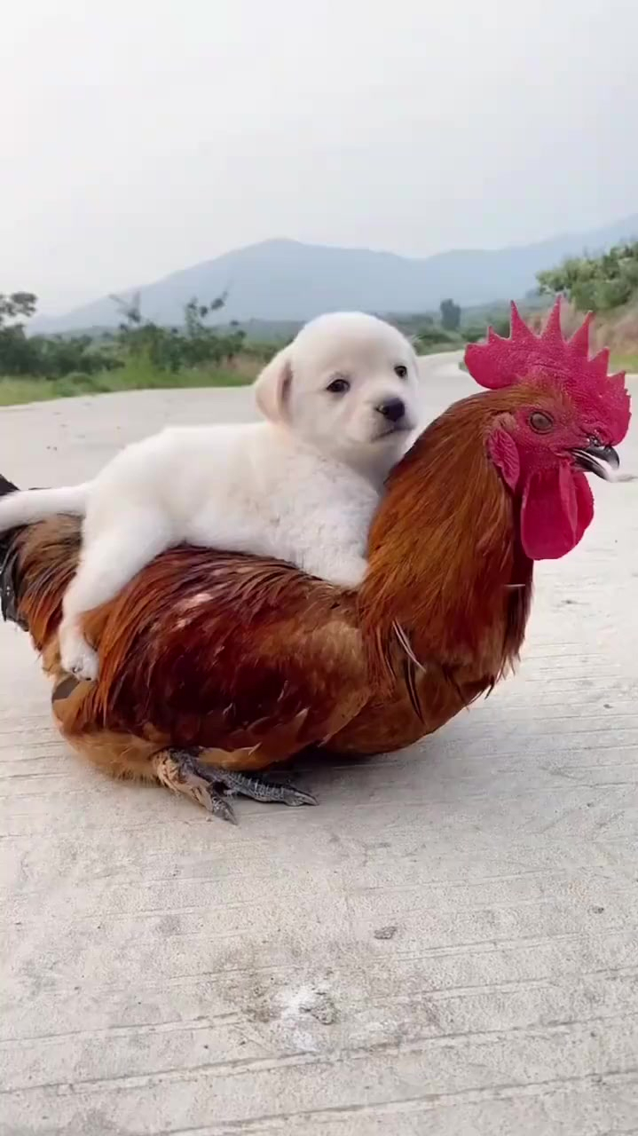 鸡了狗子的植物图片图片