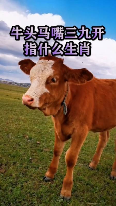 牛头马嘴三九开指的是什么生肖?-度小视