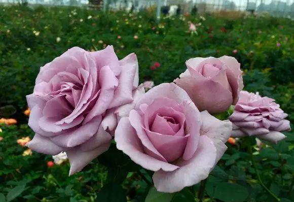 十种紫色月季品种图鉴