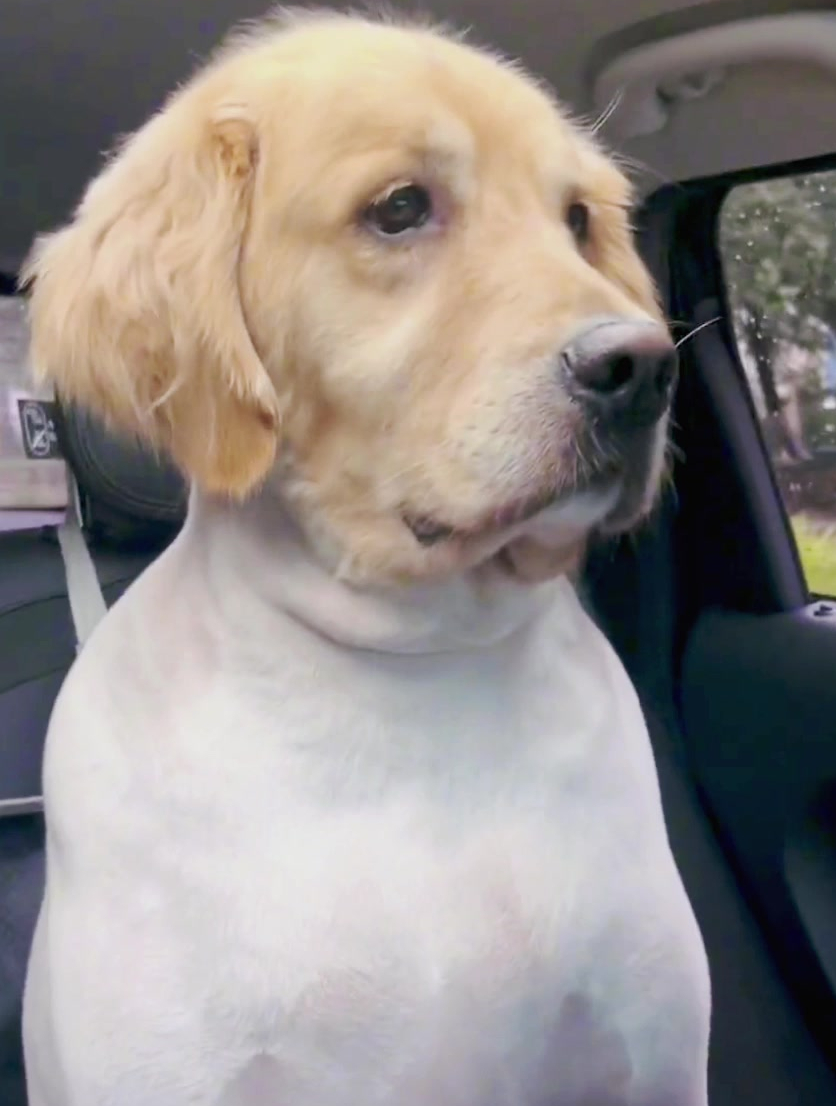 狗的脸拉的比长白山还长,纯纯是个大冤种,好像个猪带了个狗头套-度小