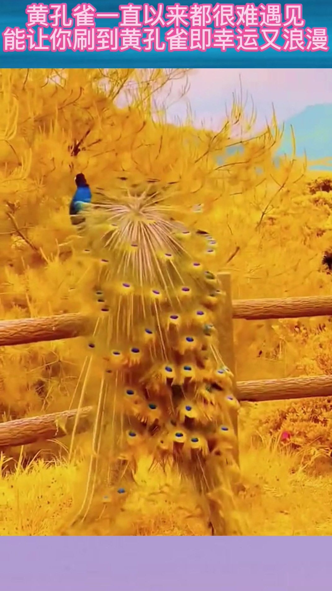 黄孔雀一直以来都很难遇见,能让你刷到黄孔雀即幸运又浪漫