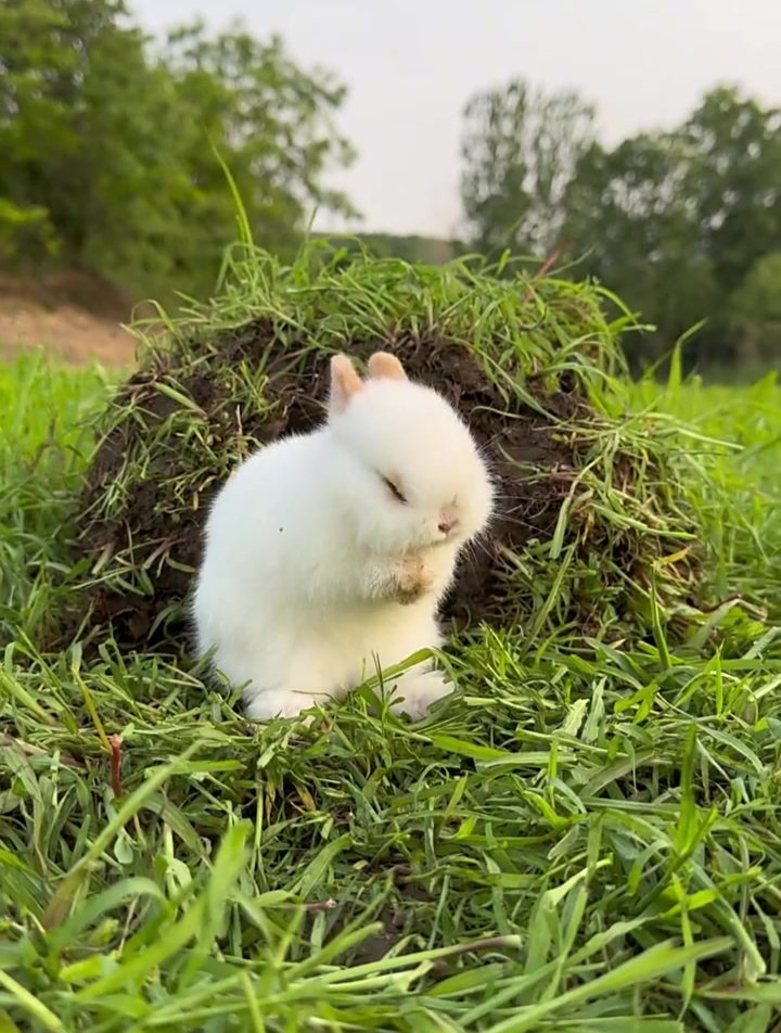 小兔子在草原上开心的玩耍