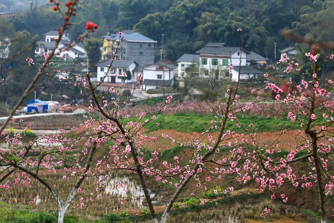 重庆北碚歇马桃花图片