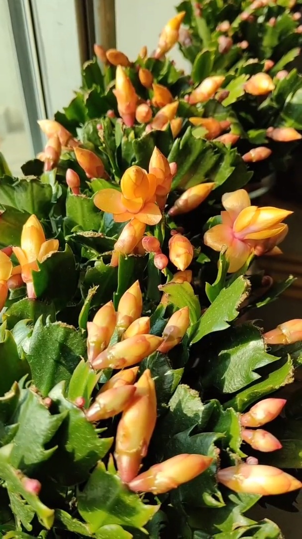 黄金蟹爪莲 一花一草一世界