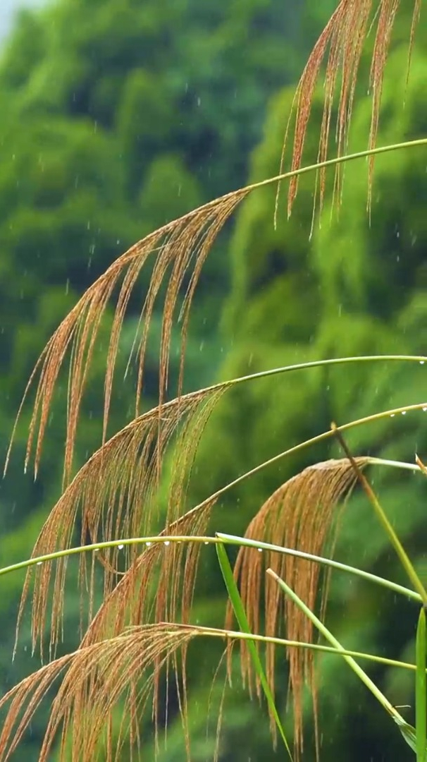 治愈风景欣赏清明时节雨淅漓哀哀至亲驾鹤西青山