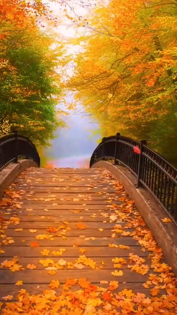 娱乐治愈风景:落叶知秋,每一片落叶都有阳光的味道