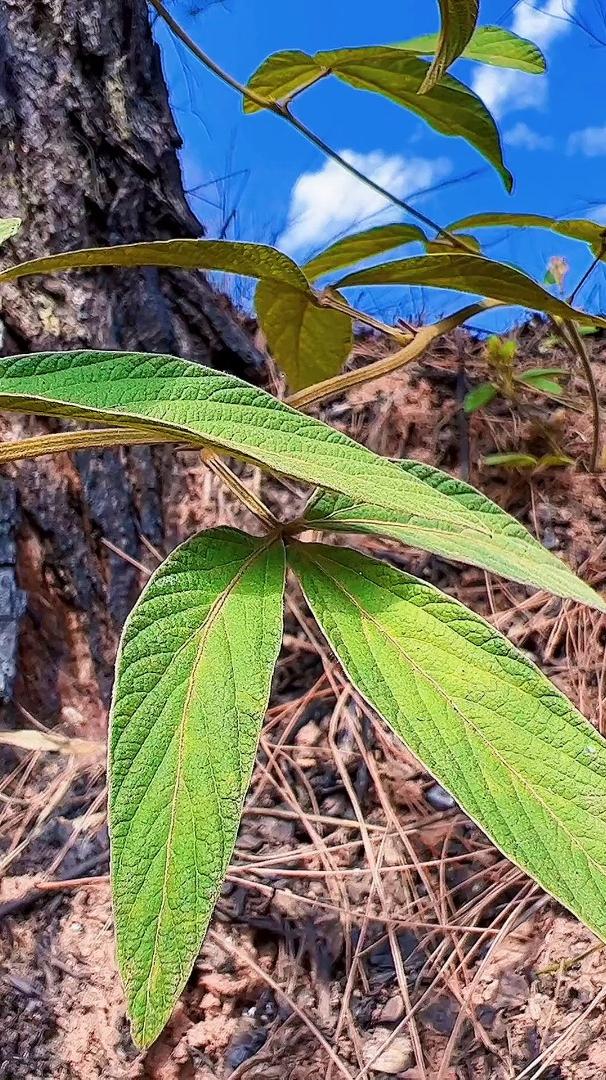 有人认识吗?现在越来越少了,小叶千斤拔