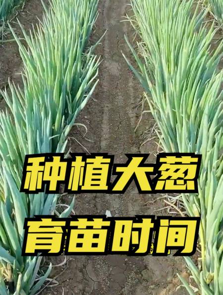 大葱什么时间育苗最好?掌握了这几点,苗齐苗壮长得粗