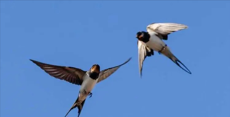 一到初春,人们就知道——燕子回来了,春天也随之而至了!