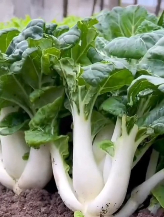 奶油一样的"奶白菜"脆甜鲜嫩多汁,口感比上海青小油菜好!