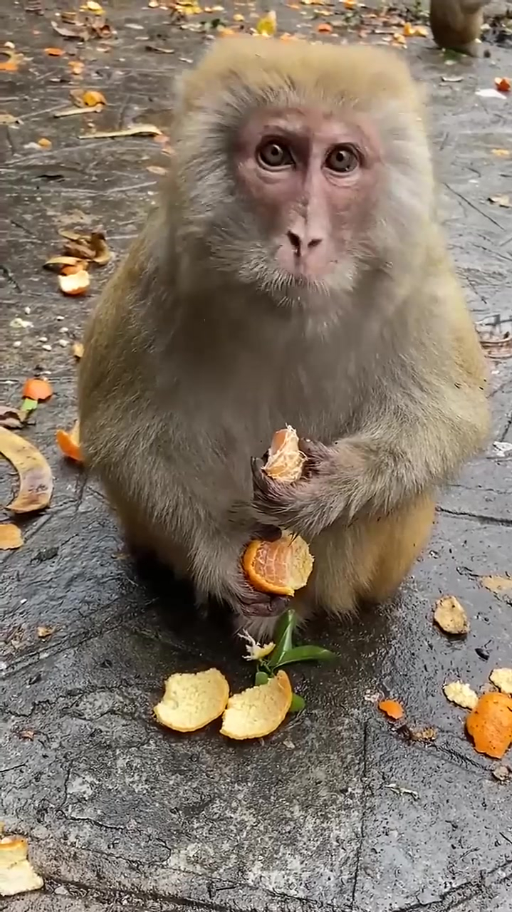 現在的動物太人性化了,不僅會剝皮,居然連吐籽都學會了?