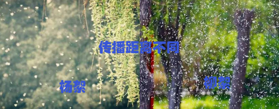 杨絮和柳絮的区别