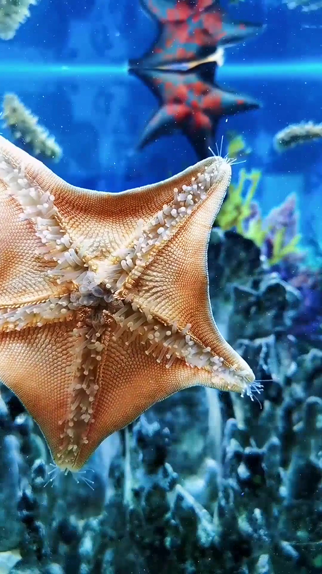 海星收回胃囊跑路,这么好吃的海鲜,怎么会泛滥呢?