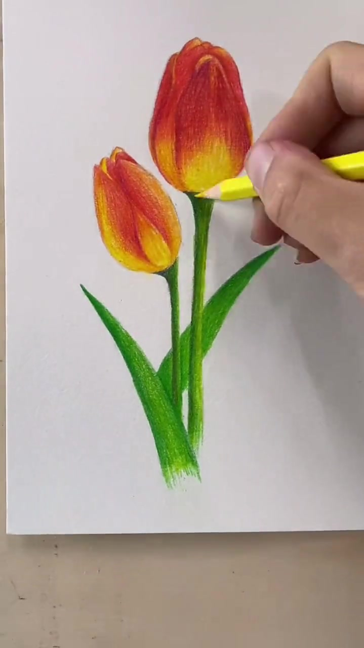 彩铅画简单画一下郁金香吧